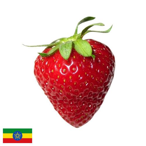 Клубника из Эфиопии