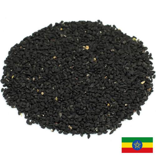 семена черного тмина из Эфиопии