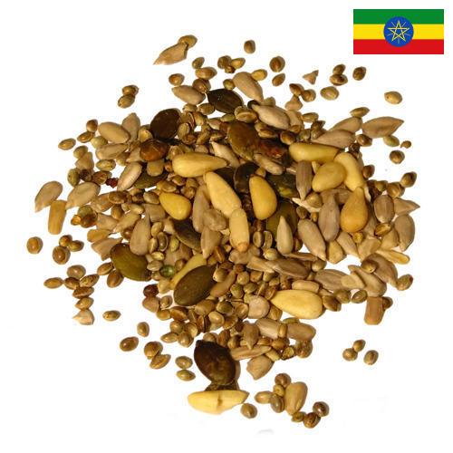Семена из Эфиопии