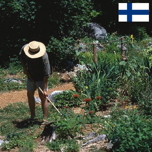 Цветы садовые из Финляндии