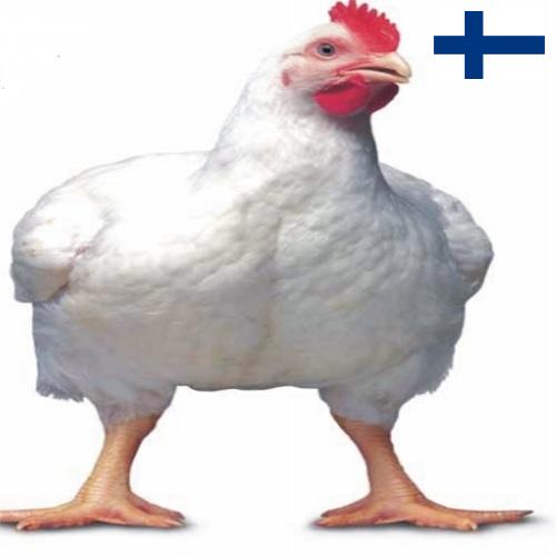 Цыплята-бройлеры из Финляндии