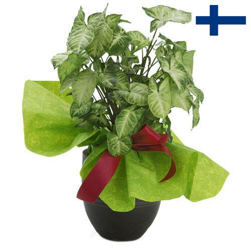 Декоративные растения из Финляндии