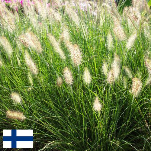 Декоративные травы из Финляндии
