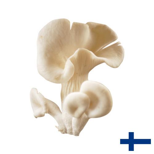 грибы вешенки из Финляндии