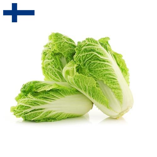 капуста пекинская из Финляндии