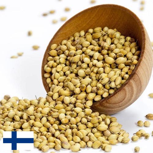 Кориандр из Финляндии