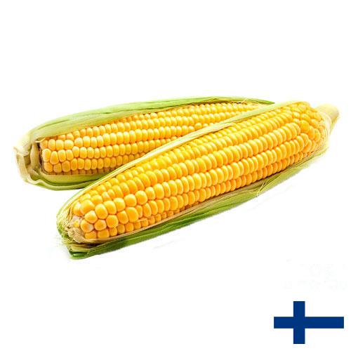 Кукуруза из Финляндии