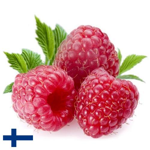 Малина из Финляндии