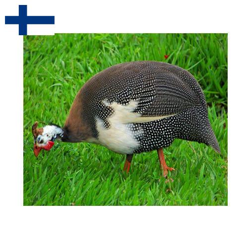 птица из Финляндии
