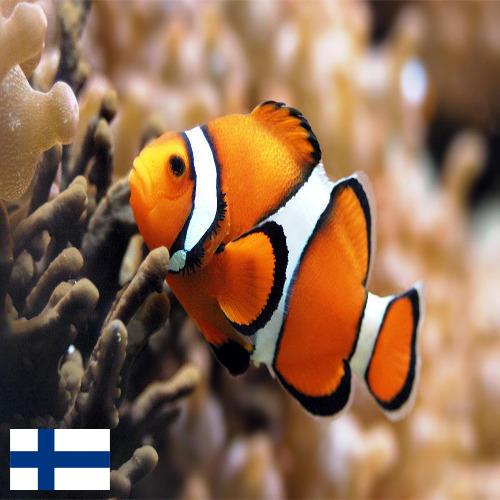 рыба из Финляндии