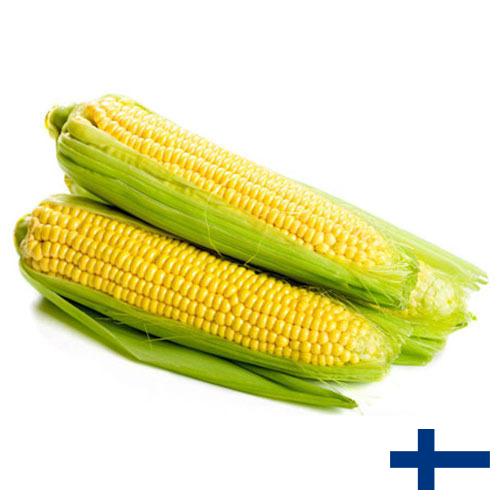 Сахарная кукуруза из Финляндии