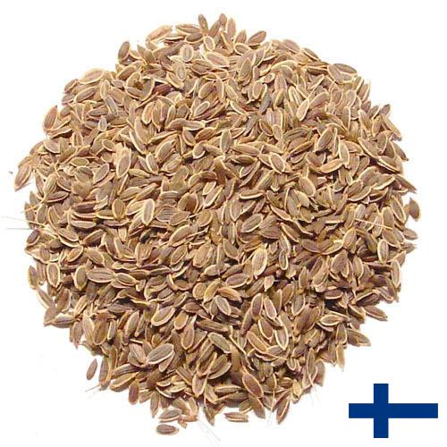 Семена укропа из Финляндии