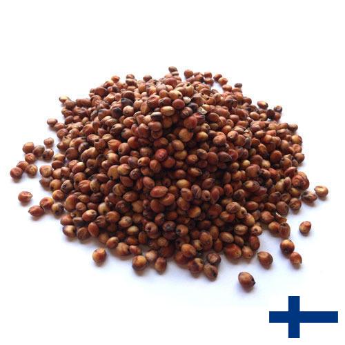Сорго из Финляндии