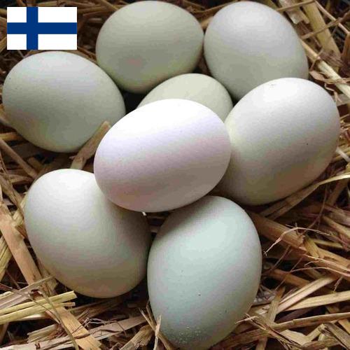 субпродукты птицы из Финляндии