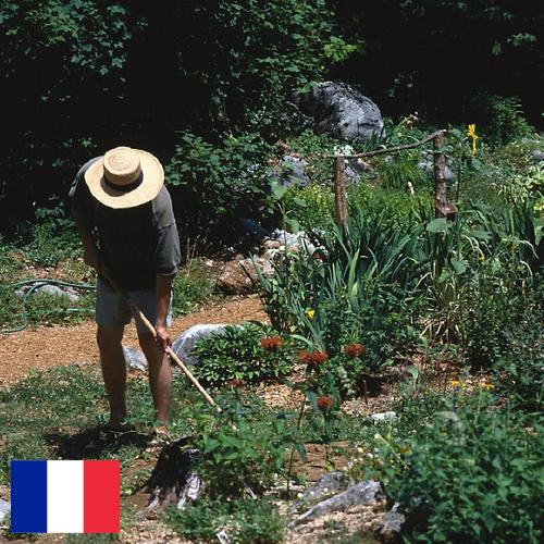 Цветы садовые из Франции