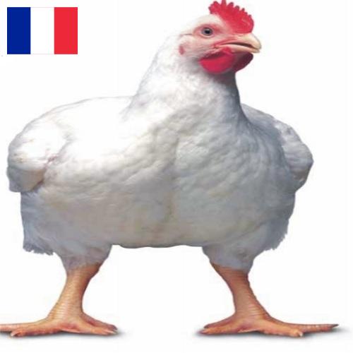 Цыплята-бройлеры из Франции