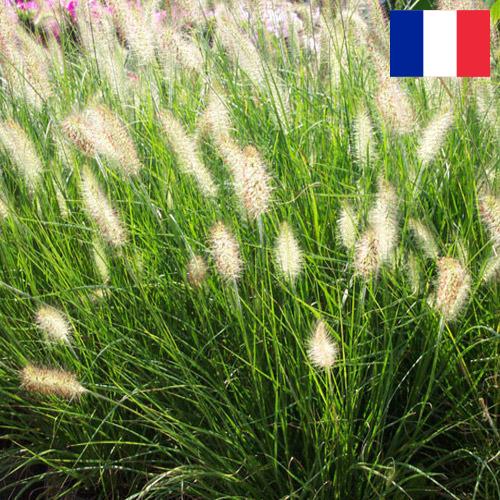 Декоративные травы из Франции
