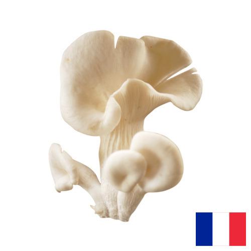 грибы вешенки из Франции