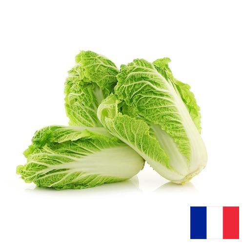 капуста пекинская из Франции