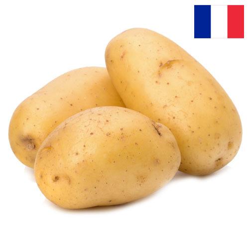 картошка из Франции