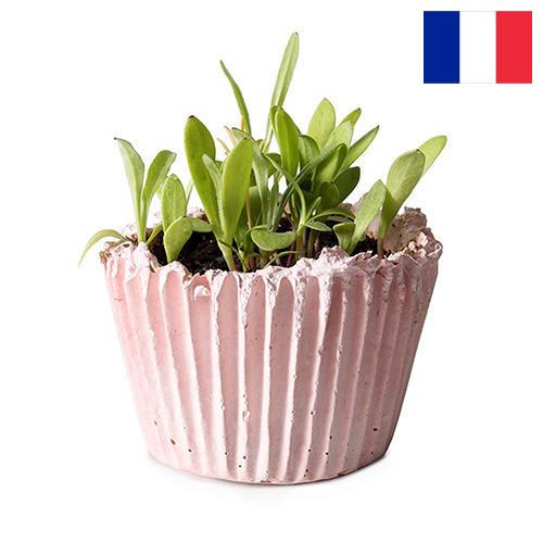 Кашпо из Франции