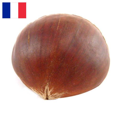 Каштан из Франции