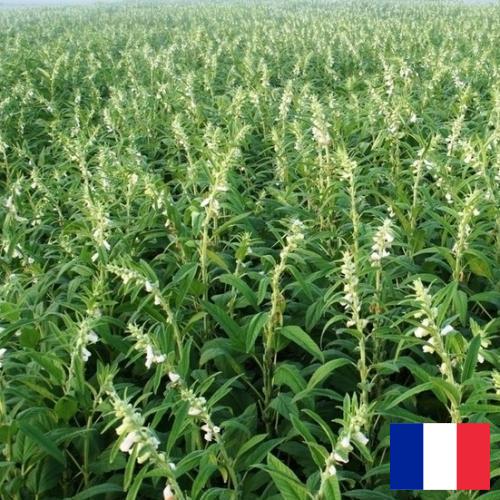 Кунжут из Франции