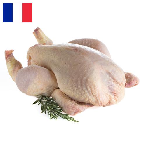 мясо птицы тушка из Франции