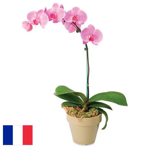 Орхидеи из Франции