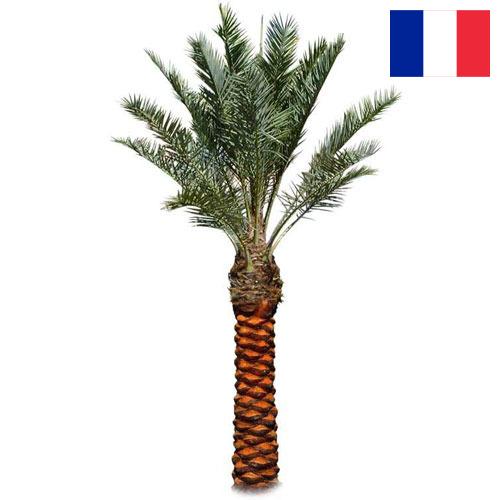 Пальмы из Франции