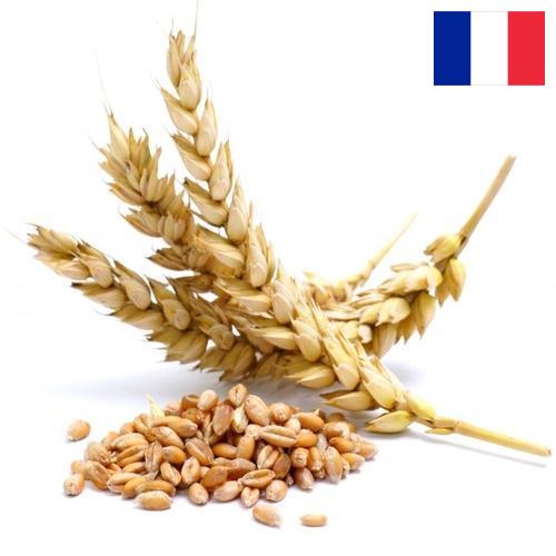 Пшеница из Франции