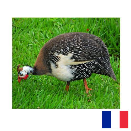 птица из Франции