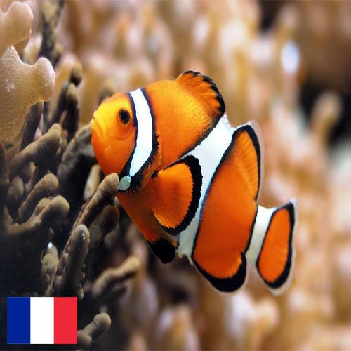 рыба из Франции