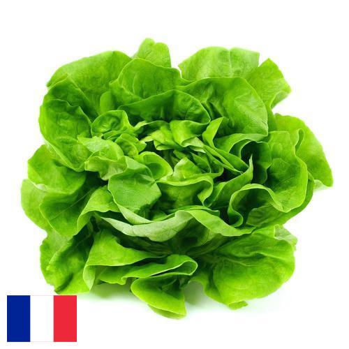 Салат латук из Франции
