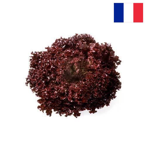 Семена салата из Франции