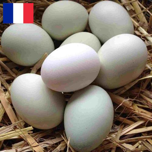 субпродукты птицы из Франции