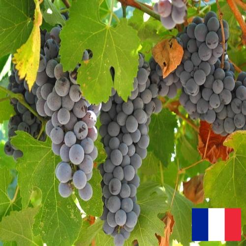 вино виноградное из Франции