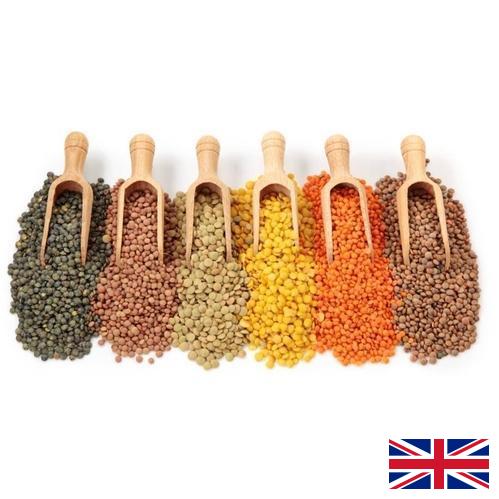 Бобовые культуры из Великобритании