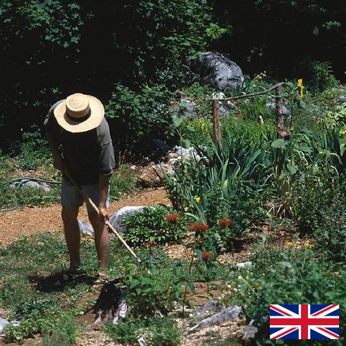 Цветы садовые из Великобритании