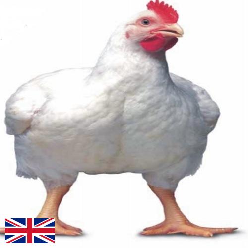 Цыплята-бройлеры из Великобритании