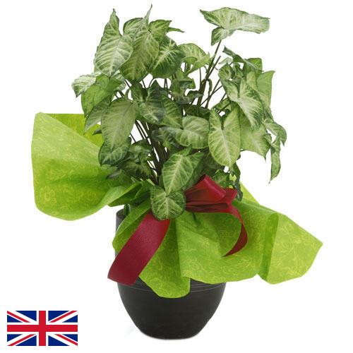 Декоративные растения из Великобритании