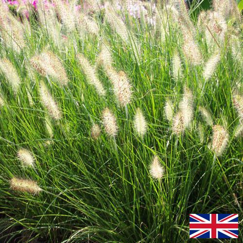 Декоративные травы из Великобритании