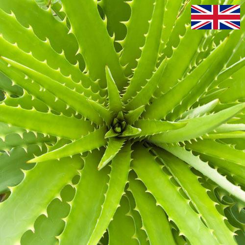 экстракты растений из Великобритании