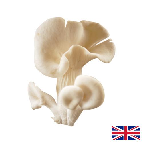 грибы вешенки из Великобритании