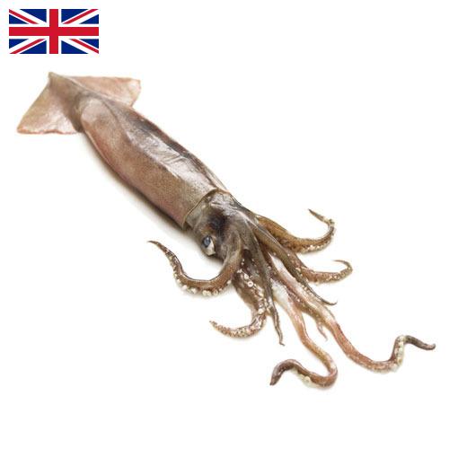 Кальмары из Великобритании