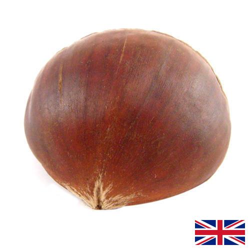 Каштан из Великобритании