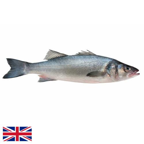 Окунь морской из Великобритании