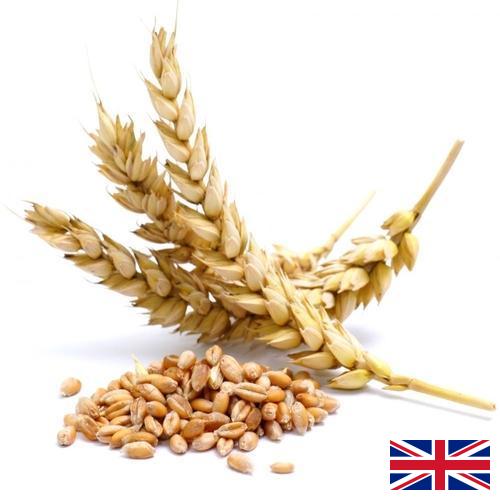 Пшеница из Великобритании