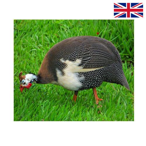 птица из Великобритании