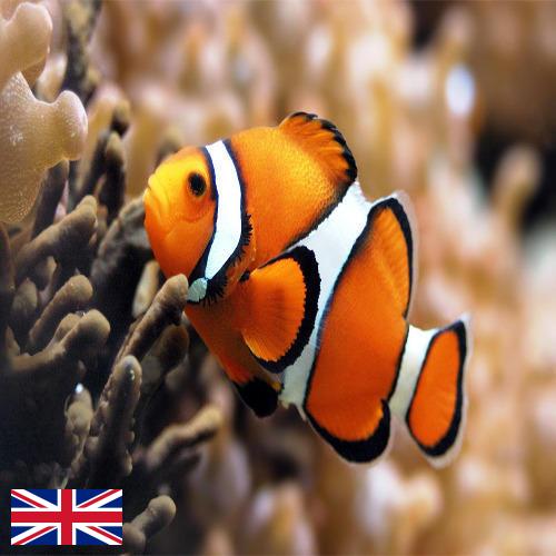 рыба из Великобритании